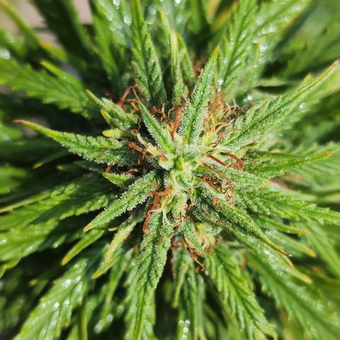 Oreoz growlog timeline photo
