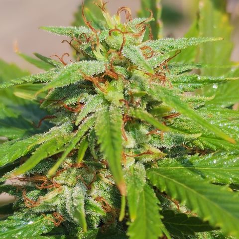 Oreoz growlog timeline photo