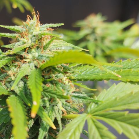 Oreoz growlog timeline photo