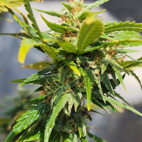 Oreoz growlog timeline photo