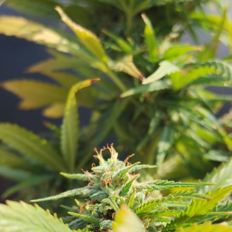 Oreoz growlog timeline photo