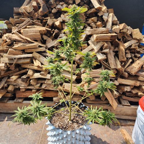 Oreoz growlog timeline photo