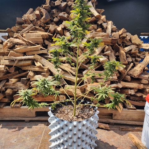 Oreoz growlog timeline photo
