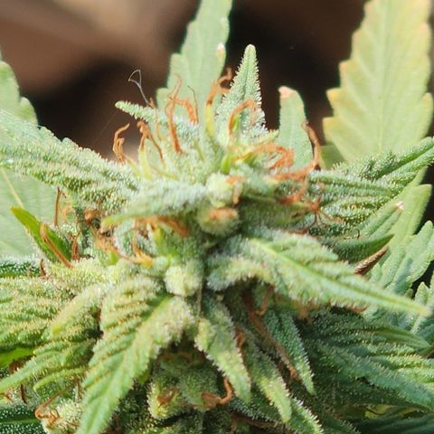 Oreoz growlog timeline photo