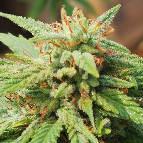 Oreoz growlog timeline photo