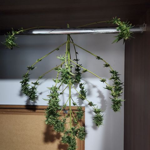 Oreoz growlog timeline photo