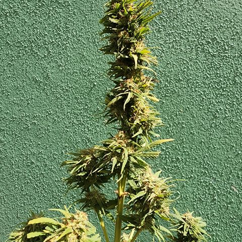 Oreoz growlog photo: Secado 
Humedad 64% 
Temp 28.5
