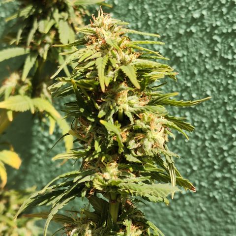 Oreoz growlog photo: Secado 
Humedad 64% 
Temp 28.5
