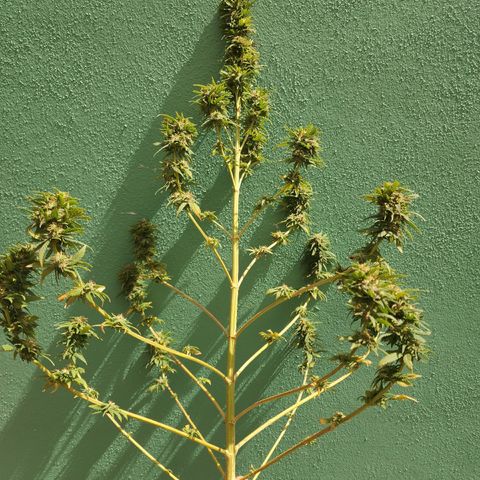 Oreoz growlog photo: Secado 
Humedad 64% 
Temp 28.5