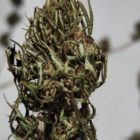 Oreoz growlog timeline photo