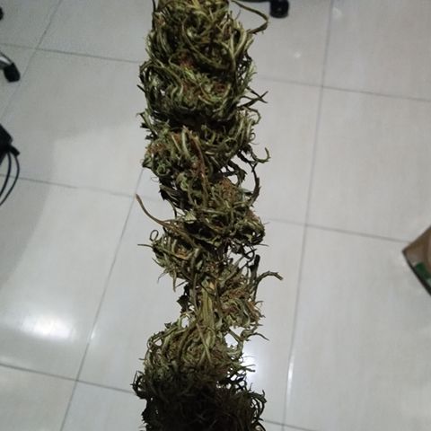 Oreoz growlog timeline photo