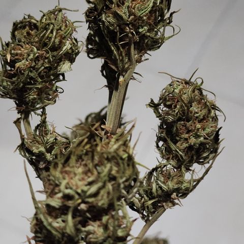 Oreoz growlog timeline photo