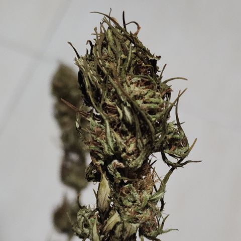 Oreoz growlog timeline photo