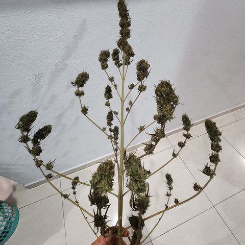 Oreoz growlog timeline photo