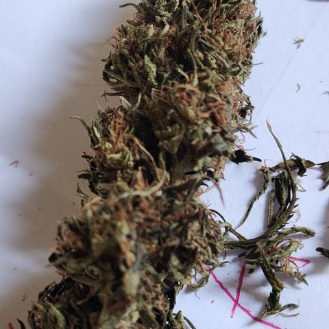 Oreoz growlog timeline photo