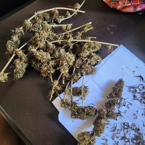 Oreoz growlog timeline photo