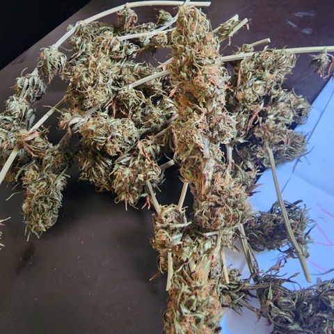 Oreoz growlog timeline photo
