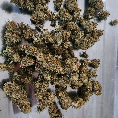 Oreoz growlog timeline photo