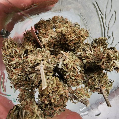 Oreoz growlog timeline photo