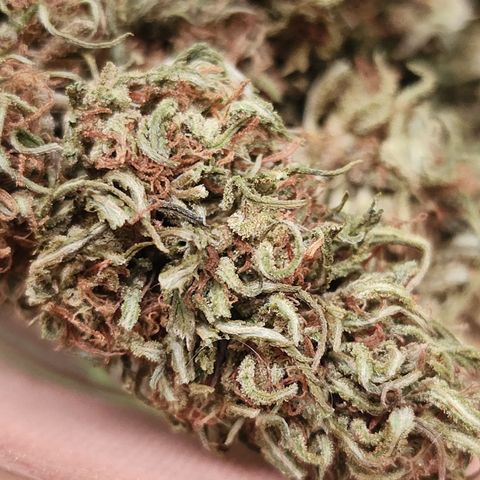 Oreoz growlog timeline photo