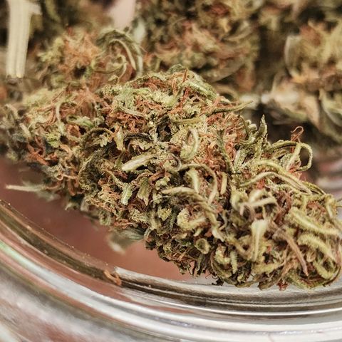 Oreoz growlog timeline photo