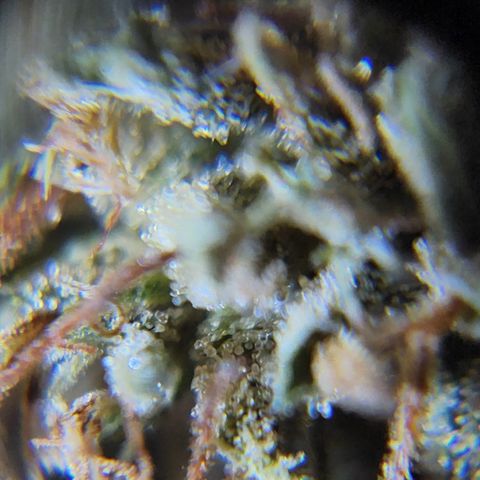Oreoz growlog timeline photo