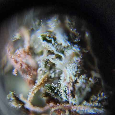 Oreoz growlog timeline photo