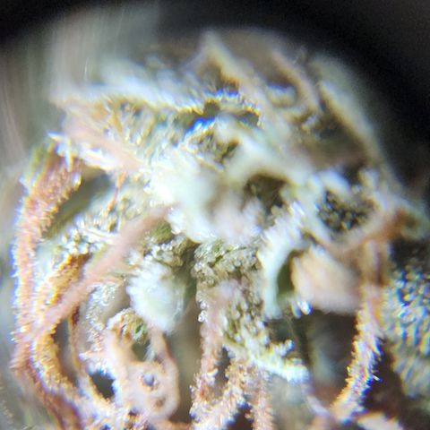 Oreoz growlog timeline photo