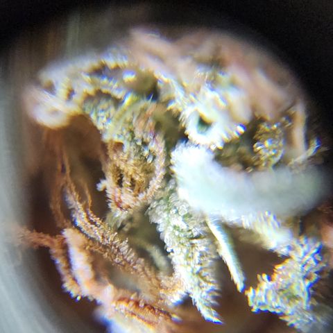 Oreoz growlog timeline photo