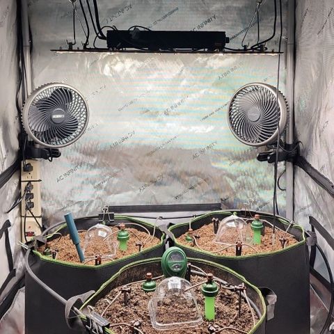 Zkittlez Auto 3 growlog timeline photo