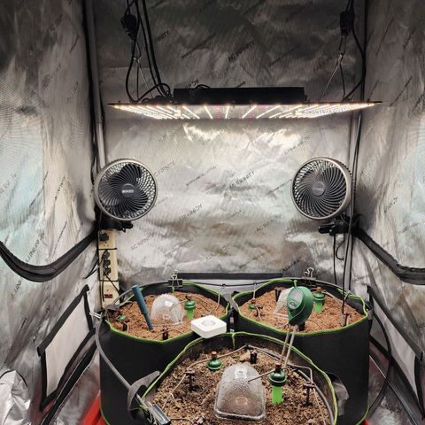 Zkittlez Auto 3 growlog timeline photo