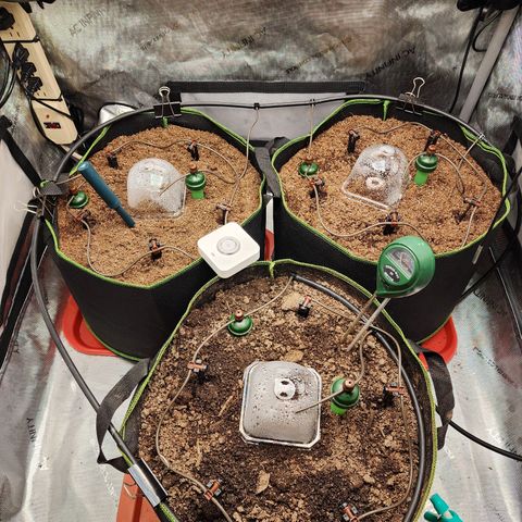 Zkittlez Auto 3 growlog timeline photo