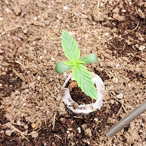 Zkittlez Auto 1 growlog timeline photo