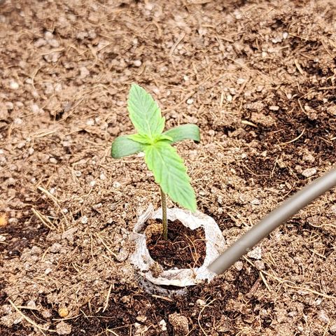Zkittlez Auto 1 growlog timeline photo