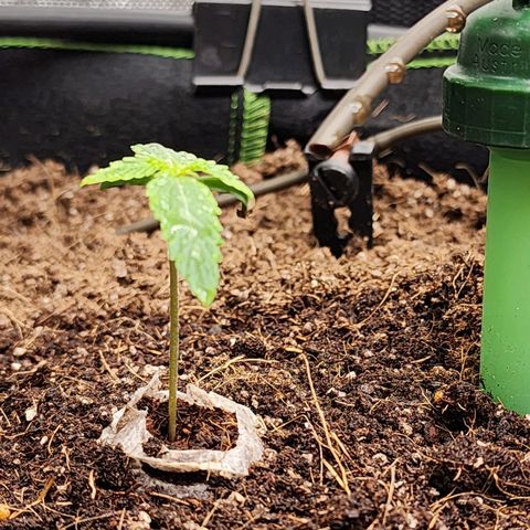 Zkittlez Auto 1 growlog timeline photo