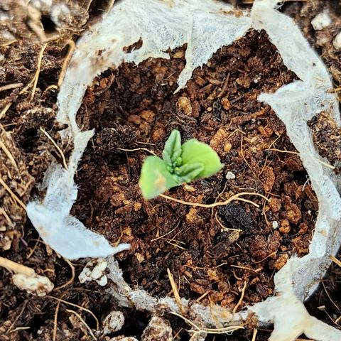 Gorilla Auto growlog timeline photo