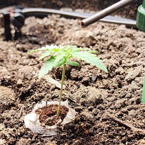 Zkittlez Auto 3 growlog timeline photo