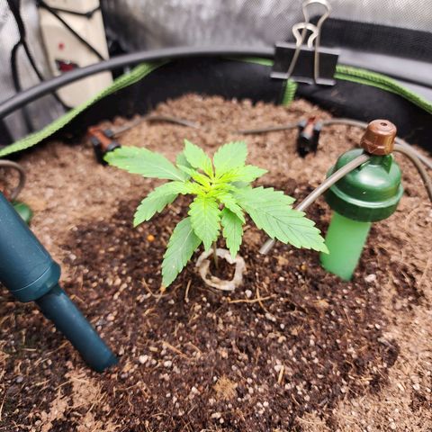 Zkittlez Auto 1 growlog timeline photo