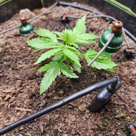 Zkittlez Auto 3 growlog timeline photo