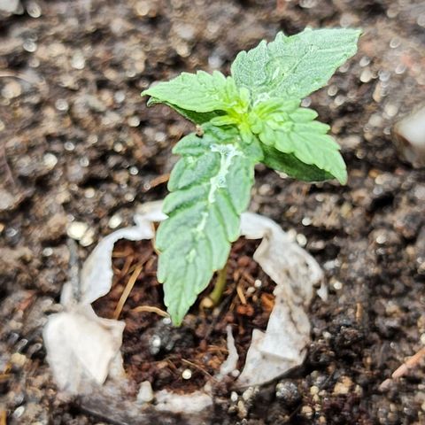 Zkittlez Auto 3 growlog timeline photo