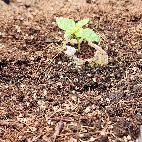 Gorilla Auto growlog timeline photo