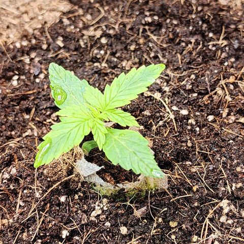 Gorilla Auto growlog timeline photo