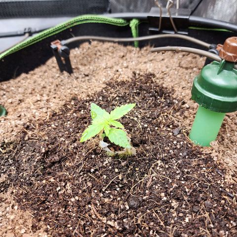 Gorilla Auto growlog timeline photo