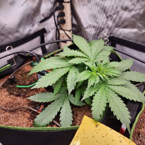 Zkittlez Auto 1 growlog timeline photo