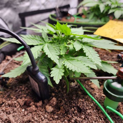 Zkittlez Auto 3 growlog timeline photo