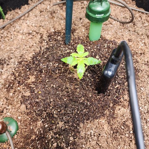 Gorilla Auto growlog timeline photo