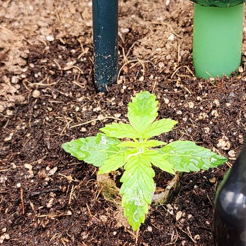 Gorilla Auto growlog timeline photo