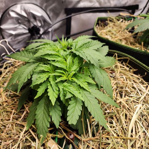 Zkittlez Auto 3 growlog timeline photo