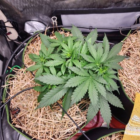 Zkittlez Auto 1 growlog timeline photo