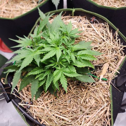 Zkittlez Auto 3 growlog timeline photo